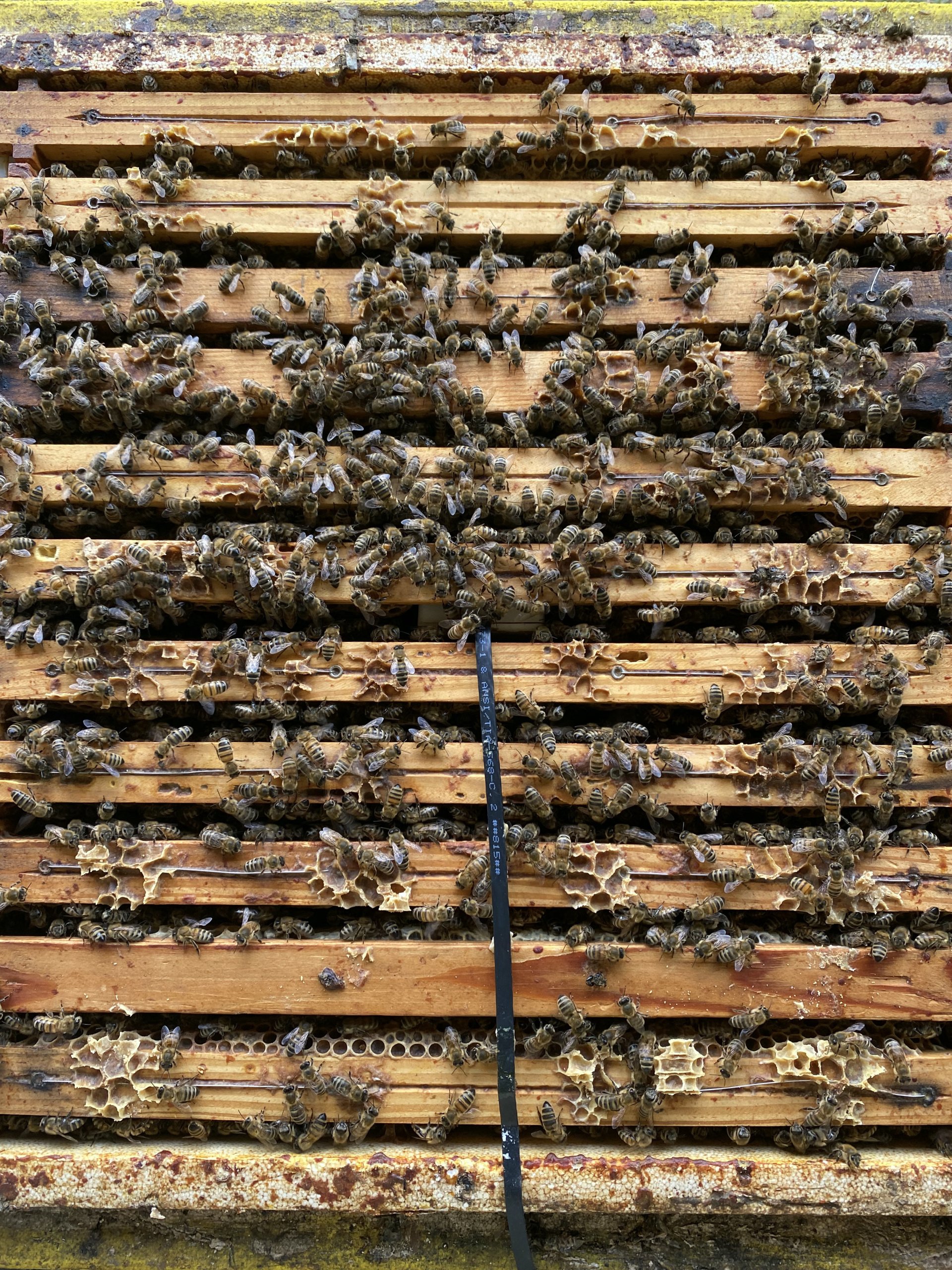 Bienenvolk