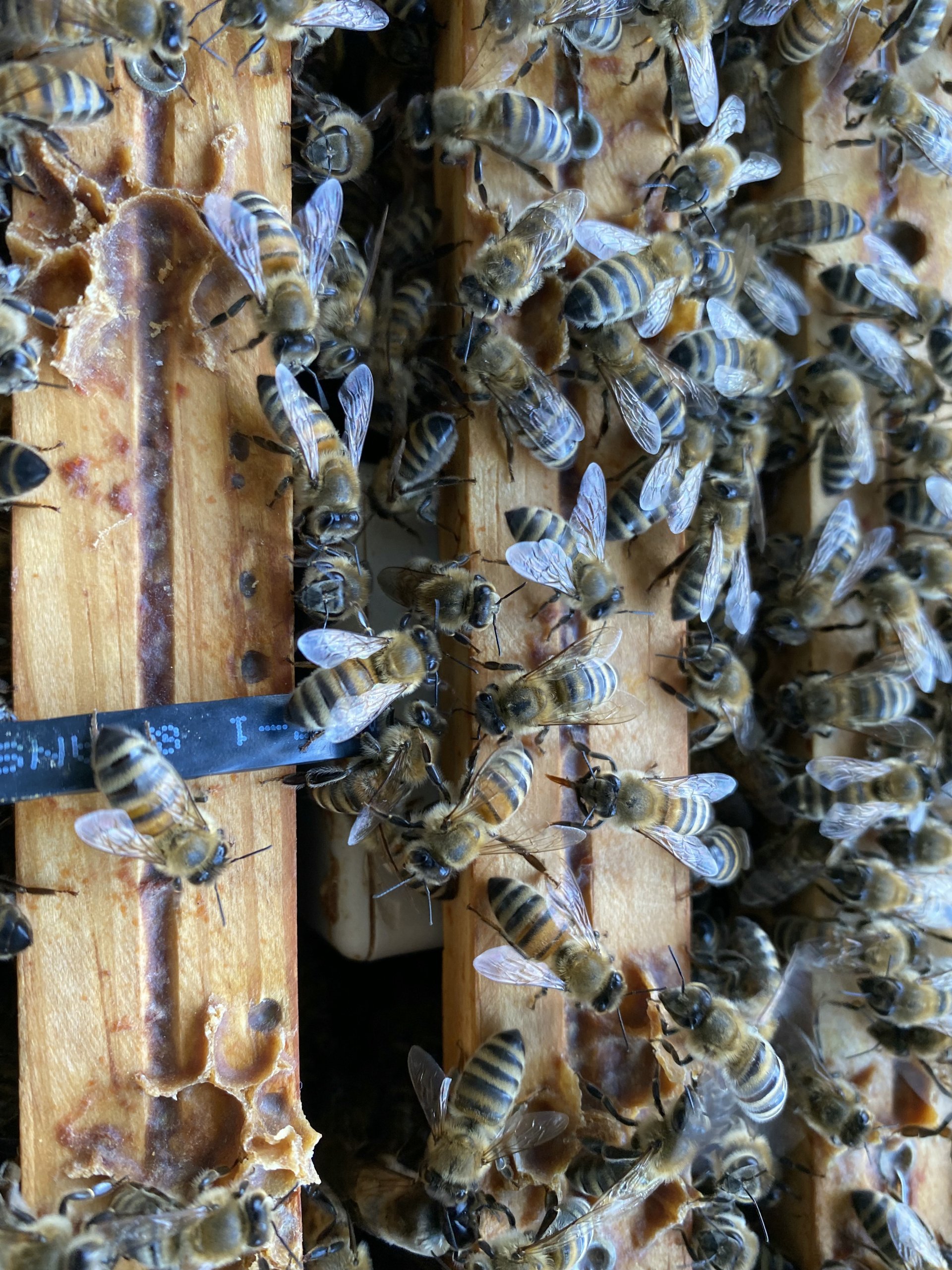 Bienenstockwaage – Projektbild 5