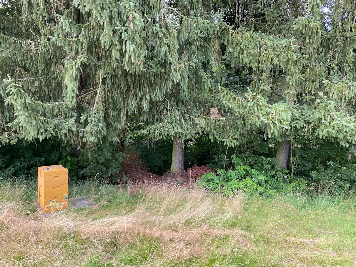 Standort Waldrand